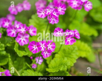 Belles fleurs violettes primrose japonaise, Primula sieboldii, également connu sous le nom de primrose asiatique et Cortusoides primula. Prim est un autre nom scientifique Banque D'Images