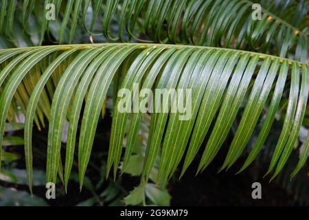 Cycas circinalis L. ou sagou Palm, Queen sago, Fern Palm, palmier sagou, famille: Cycadaceae Banque D'Images