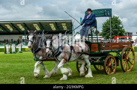 Harrogate, North Yorkshire, Royaume-Uni. Juillet 14 2021. Les chevaux Keystone Clydesdale de Kinross, en Écosse, dans la classe des chevaux lourds du Grand Yorkshire Banque D'Images