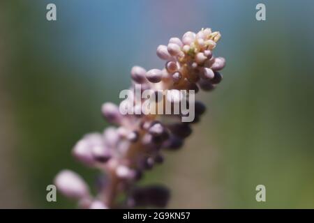 Belles petites fleurs violettes dans la lumière du soleil d'été - ciel bleu arrière-plan Banque D'Images
