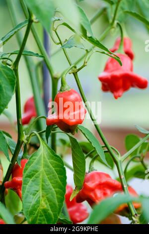 Capsicum baccatum Bishops Crown, Aji Flor, ballon, Champion, cloche de Noël, Chapeau de frères, cloche népalaise, pendule de Capsicum baccatum Banque D'Images