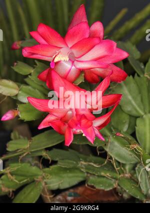 Cactus de Noël avec fleurs roses S. truncata Banque D'Images