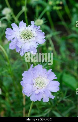 Scabiosa caucasica, garçoire, vivace, fleurs bleu-lavande centrées sur le Pale Banque D'Images