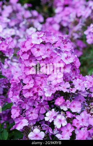 Phlox paniculata 'Blue Paradise' vivace phlox 'Blue Paradise'. Phlox bleu-lilas Banque D'Images