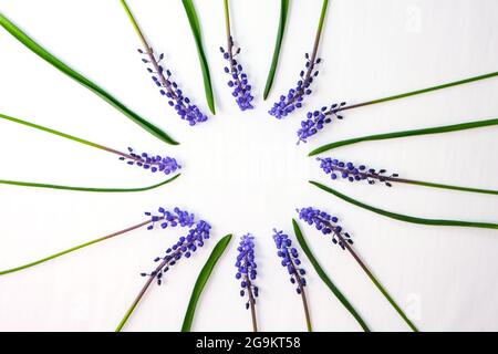 Mise en page carte postale. Flat lay, vue de dessus. Jacinthes bleues en forme de cercle de ligne et espace de copie pour le texte. Carte de vœux pour les vacances. Muscari en jacinthe de raisin. SP Banque D'Images