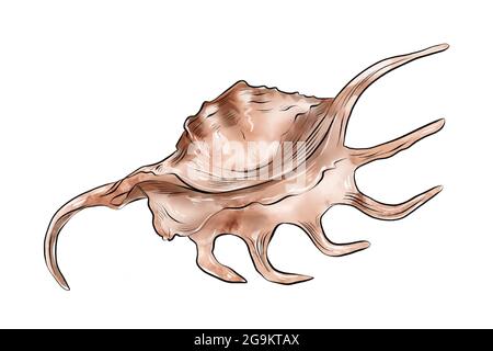 Aquarelle illustration numérique des coquillages de la vie marine brune sur fond blanc isolé. Illustration de haute qualité Banque D'Images