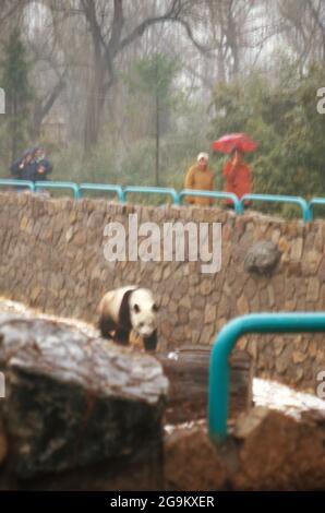 Großer Panda in seinem Gehege im Zoo von Pékin, Chine 1998. Le panda géant dans son complexe dans le zoo de Beijng, Chine 1998. Banque D'Images