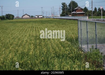 Japanese Tidy Paddy Field fin juillet Banque D'Images