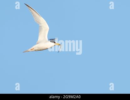 Un petit Tern (Sternula albifrons) qui revient à lui est poussin avec un poisson, Norfolk Banque D'Images