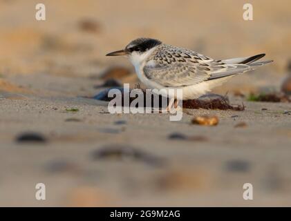 Un petit Tern (Sternula albifrons) qui s'enfuit explore ses environs sur une plage de Norfolk Banque D'Images