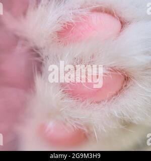 Coussinets rouges sur la patte pour animaux de compagnie. Fourrure blanche sur la patte de chat. Banque D'Images