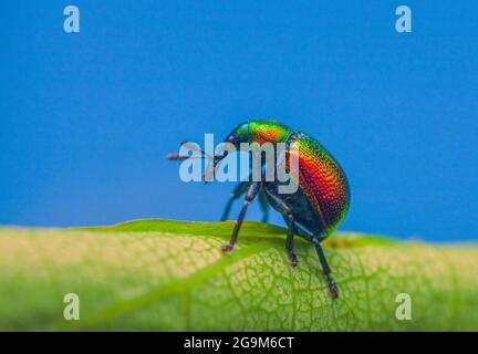 Charançon roulant de feuilles, Byctiscus betulae scarabée sur une feuille dans une posture inhabituelle, coléoptère coloré brillant Banque D'Images