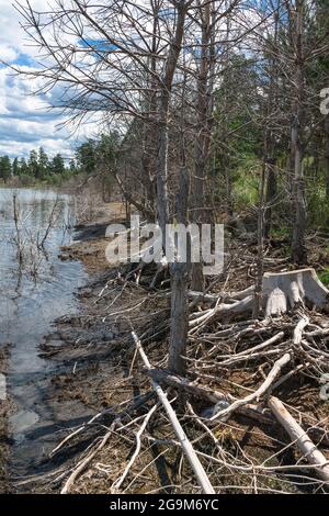 Arbres et buissons flétris et morts sur la rive du lac Malinovoe après les inondations Banque D'Images