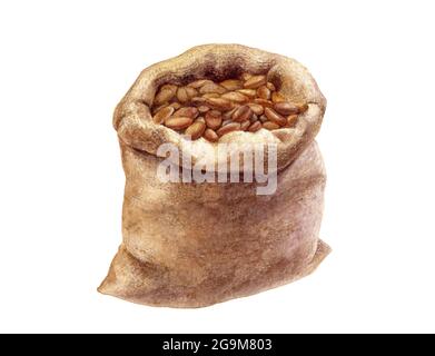 Illustration d'aquarelle de fèves de cacao dans un sac de toile de jute isolée sur fond blanc Banque D'Images