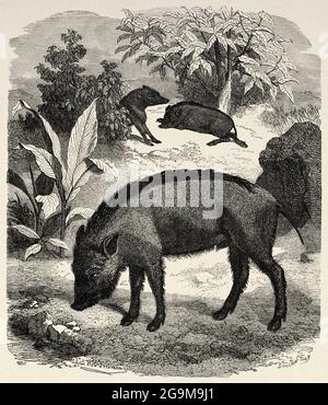 Sanglier (sus scrofa) originaire d'Eurasie, d'Afrique du Nord et des îles du Grand Soudan. Ancienne illustration gravée du XIXe siècle d'El Mundo Ilustrado 1879 Banque D'Images