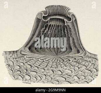 Gerardia savaglia polyp. Corail de la famille des Parazoanthidae, ordre des Zoantharia. Le nom commun est faux corail noir. Ancienne illustration gravée du XIXe siècle d'El Mundo Ilustrado 1879 Banque D'Images