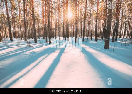 Magnifiques ombres bleues des pins en mouvement sur le terrain enneigé d'hiver. Soleil dans la forêt. Soleil couchant à travers Pine Greenwoods Banque D'Images