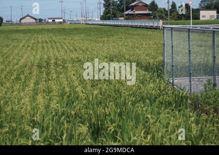 Japanese Tidy Paddy Field fin juillet Banque D'Images