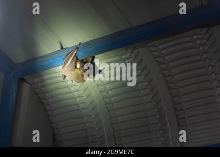 Chauve-souris mangeant de la nourriture sous le toit Banque D'Images