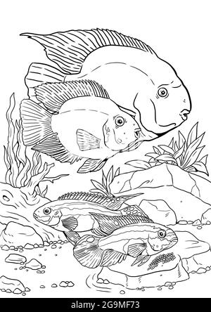 Aquarium avec perroquet de sang cichlid et kribensis. Poissons à colorier. Poissons colorés avec leurs œufs. Dessin pour livre de coloriage. Banque D'Images