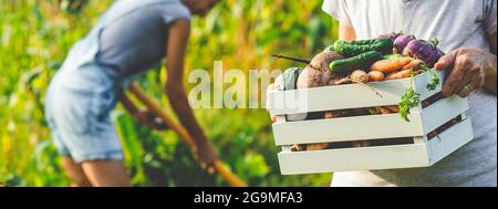 culture d'aliments biologiques la agricultrice récolte des légumes frais du jardin, de la betterave, des carottes et des pommes de terre Banque D'Images