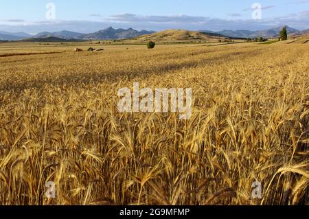 Champ de céréales en République de Macédoine, près de Topolcani Banque D'Images