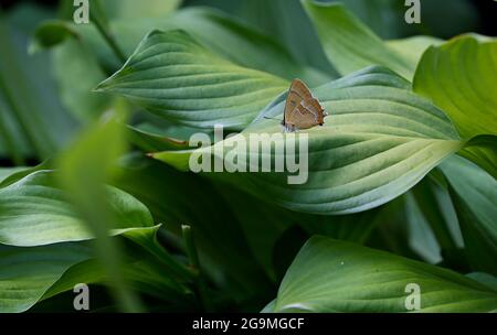 Un rare papillon à queue de hairstreak de lettre blanche reposant dans le jardin sur des feuilles de plantes hosta Banque D'Images