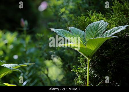 Rodgersia à feuilles de châtaignier poussant sur un côté ombragé d'un jardin Banque D'Images