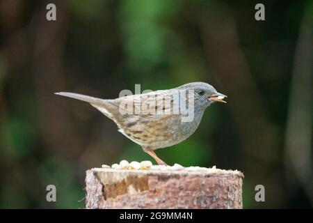 Dunnock - Prunella modularis - alias moineau haie - nourrir une table à oiseaux Banque D'Images