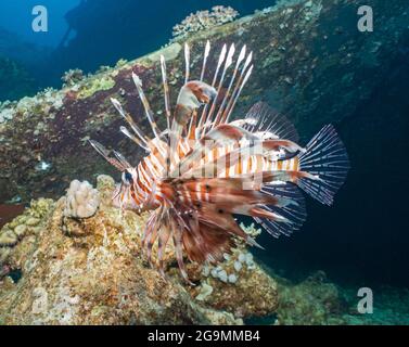 Gros plan de la mer rouge lionfish pterois miles nageant sous l'eau sur une partie de l'épave Banque D'Images