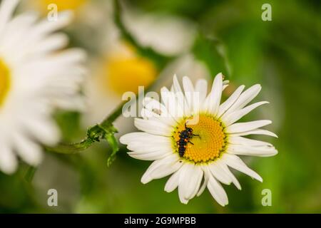 Larve de coccinelle assise au centre de la fleur blanche et jaune, larve insecte sur la fleur de chamomile blokming dans le jardin avec fond naturel flou Banque D'Images