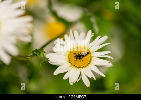 Larve de coccinelle assise au centre de la fleur blanche et jaune, larve insecte sur la fleur de chamomile blokming dans le jardin avec fond naturel flou Banque D'Images