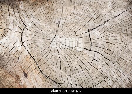 texture naturelle d'un arbre vivace dans une coupe, anneaux de bois Banque D'Images