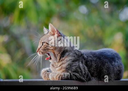 portrait d'un jeune chat rayé couché sur un mur bas bâbord s'ennuyer Banque D'Images