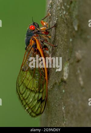 Périodique adulte Cicada sur le côté d'un arbre Princeton, New Jersey, Etats-Unis Banque D'Images