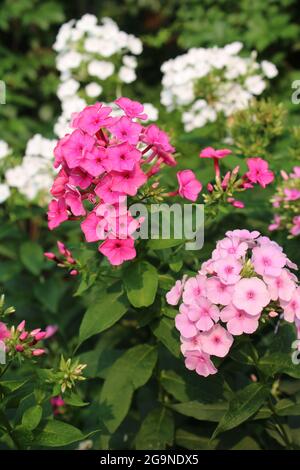 Fleurs de Phlox blanches, rose vif et rose clair en fleur Banque D'Images