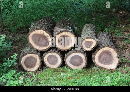 Pile de billes de noyer noir fraîchement coupées Banque D'Images