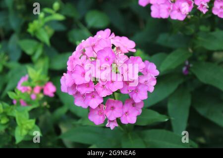 Un ensemble de fleurs de Phlox rose en fleur Banque D'Images