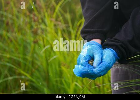 Une grenouille de piscine du nord est libérée dans des pingos anciens à la Norfolk Wildlife Trust (TNO) Thompson Common, puisqu'ils sont réintroduits dans la nature après avoir disparu en Angleterre à la fin du XXe siècle. Date de la photo: Mardi 27 juillet 2021. Banque D'Images