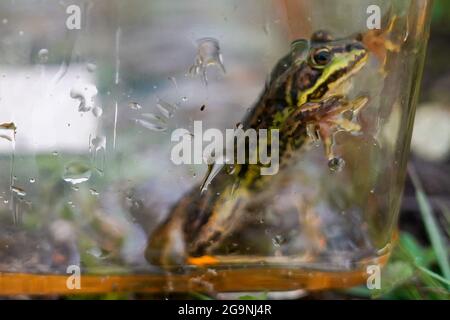 Une grenouille de piscine du nord avant d'être libérée dans les pingos anciens à la Norfolk Wildlife Trust (TNO) Thompson Common, car ils sont réintroduits dans la nature après avoir disparu en Angleterre à la fin du XXe siècle. Date de la photo: Mardi 27 juillet 2021. Banque D'Images