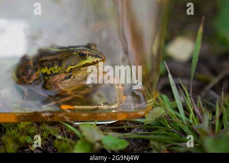 Une grenouille de piscine du nord avant d'être libérée dans les pingos anciens à la Norfolk Wildlife Trust (TNO) Thompson Common, car ils sont réintroduits dans la nature après avoir disparu en Angleterre à la fin du XXe siècle. Date de la photo: Mardi 27 juillet 2021. Banque D'Images