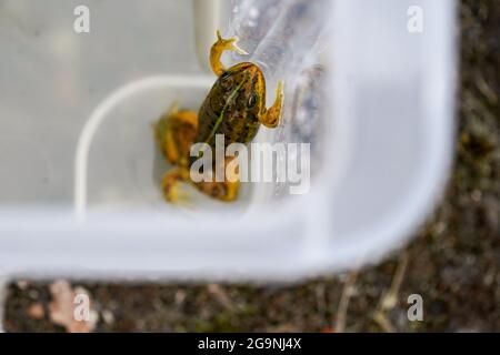 Une grenouille de piscine du nord avant d'être libérée dans les pingos anciens à la Norfolk Wildlife Trust (TNO) Thompson Common, car ils sont réintroduits dans la nature après avoir disparu en Angleterre à la fin du XXe siècle. Date de la photo: Mardi 27 juillet 2021. Banque D'Images