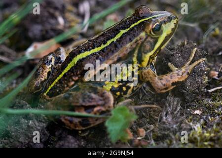 Une grenouille de piscine du nord avant d'être libérée dans les pingos anciens à la Norfolk Wildlife Trust (TNO) Thompson Common, car ils sont réintroduits dans la nature après avoir disparu en Angleterre à la fin du XXe siècle. Date de la photo: Mardi 27 juillet 2021. Banque D'Images