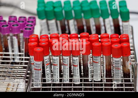 Tube sanguin pour tests en laboratoire Banque D'Images