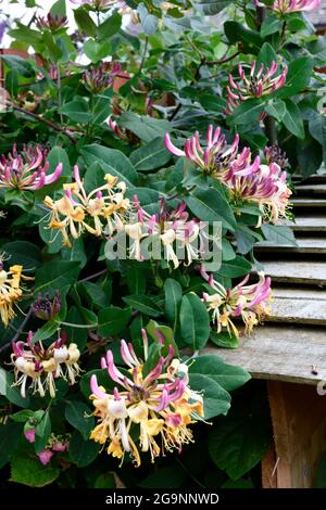 Fleur de chèvrefeuille (Lonicera periclymenum) Banque D'Images