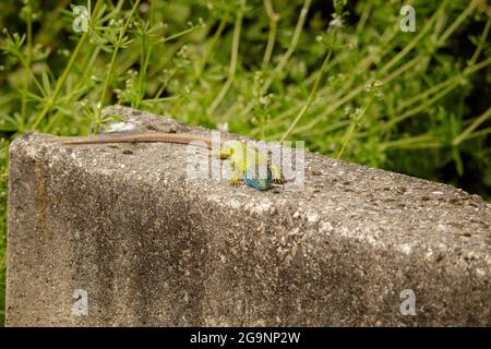 Bleu et jaune Lacerta schreiberi lézard se baquant au soleil sur un bloc de ciment en Espagne Banque D'Images