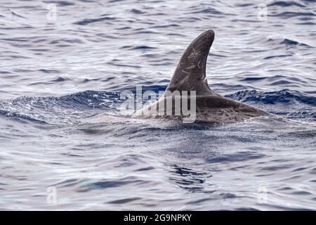 Risso Dolphin Grampus dans la mer Ligurienne méditerranéenne Banque D'Images