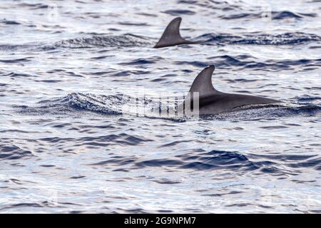Risso Dolphin Grampus dans la mer Ligurienne méditerranéenne Banque D'Images