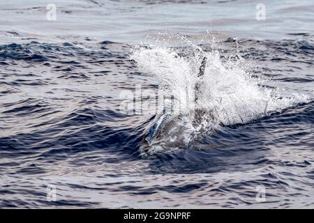 Risso Dolphin Grampus dans la mer Ligurienne méditerranéenne Banque D'Images