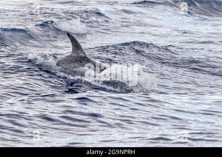 Risso Dolphin Grampus dans la mer Ligurienne méditerranéenne Banque D'Images